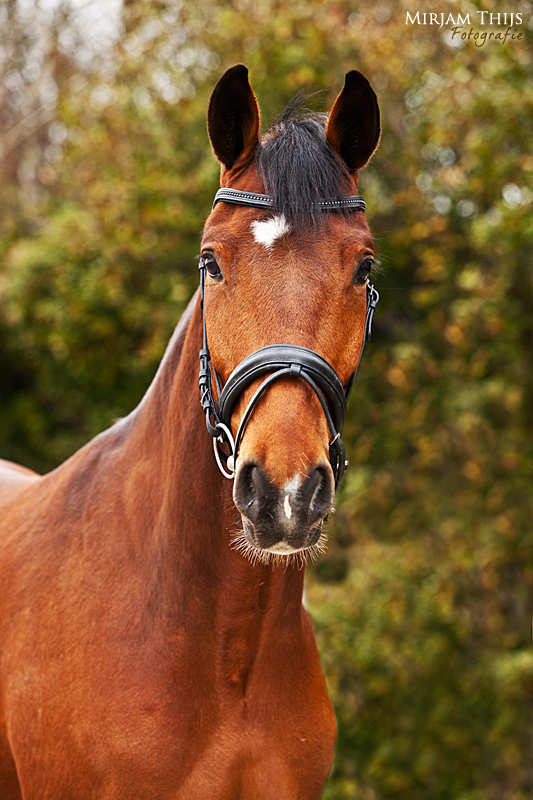 Horse Portrait