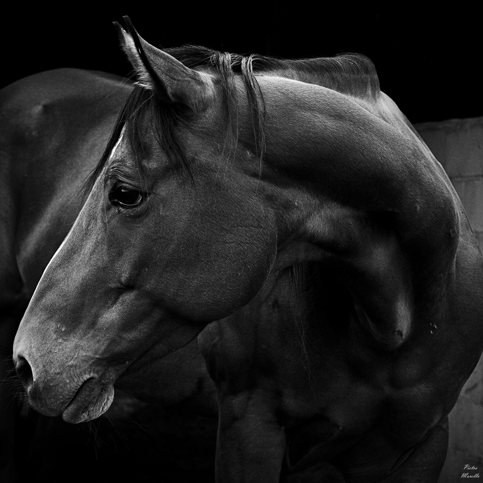 Horse portrait