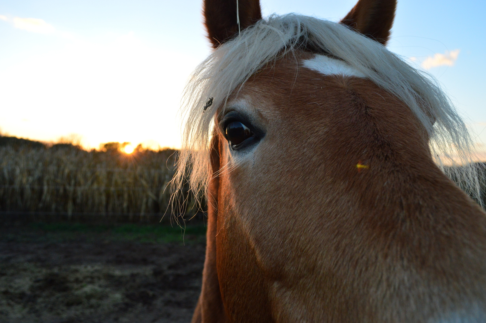 Horse Power