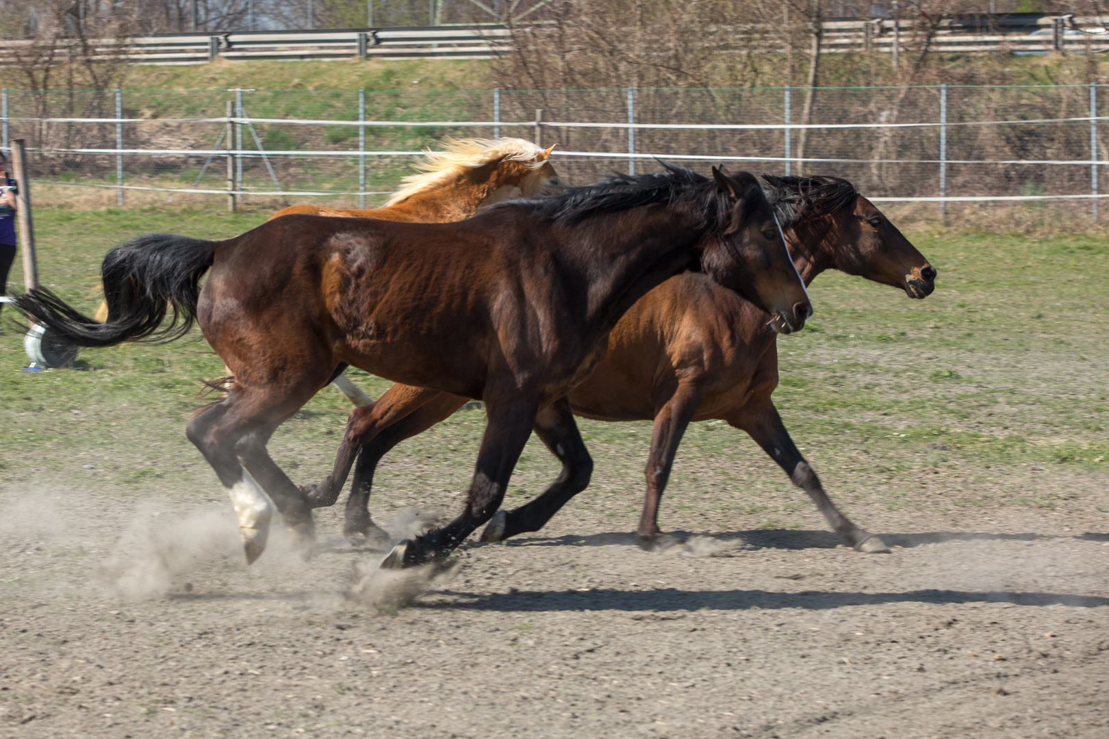 Horse Power