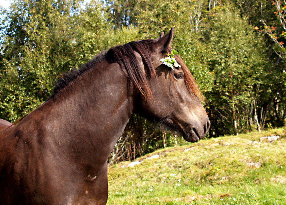 Horse profile