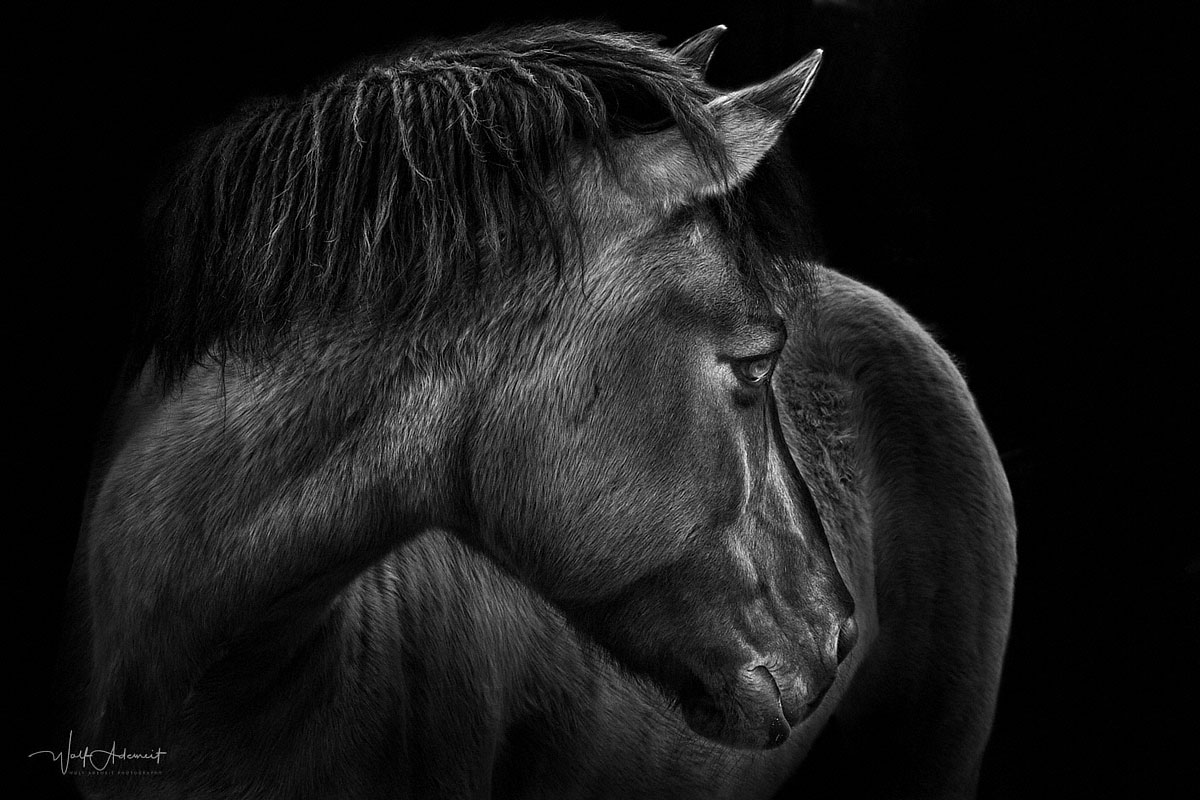 horse profile Foto & Bild | tiere, tierdetails, natur Bilder auf