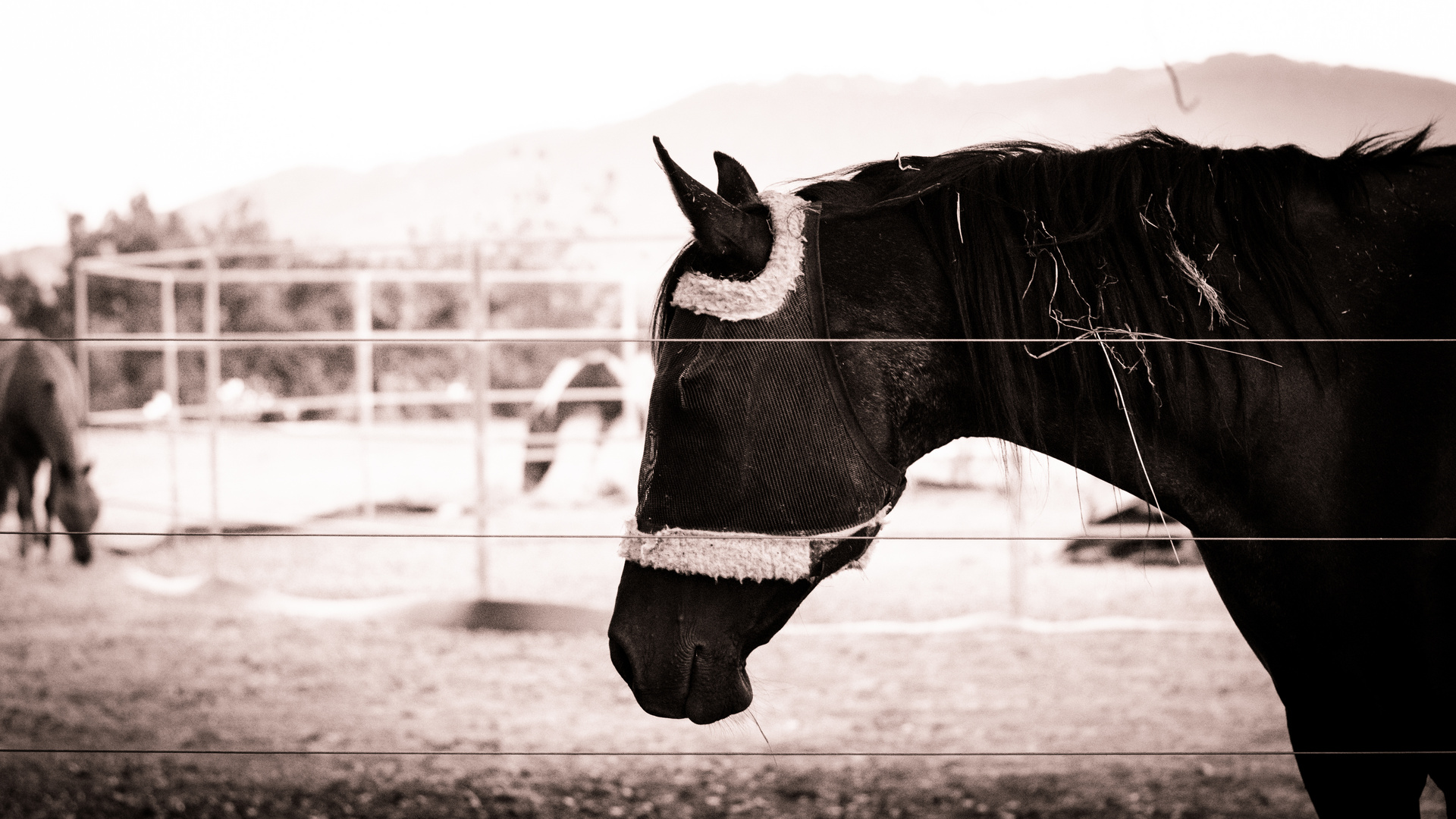 Horse Profile