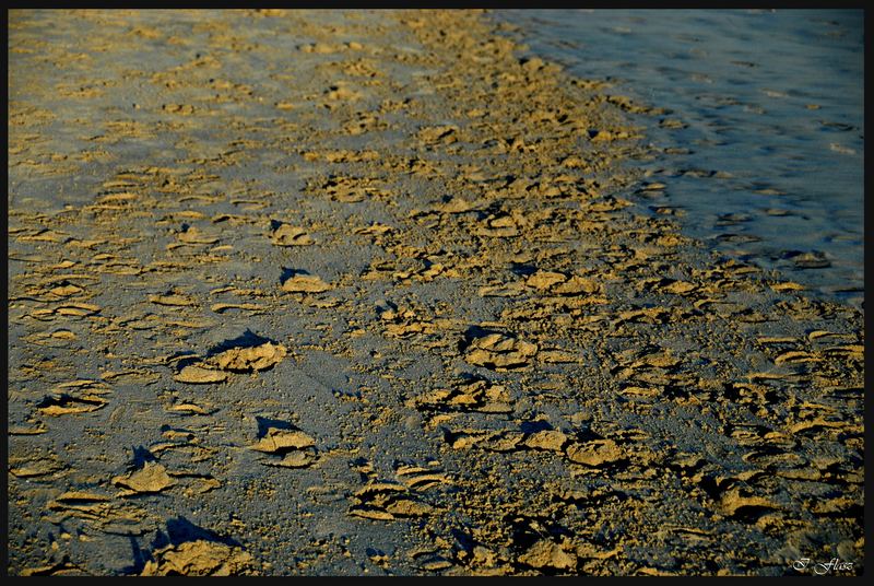 HORSE SHOES IN THE SAND