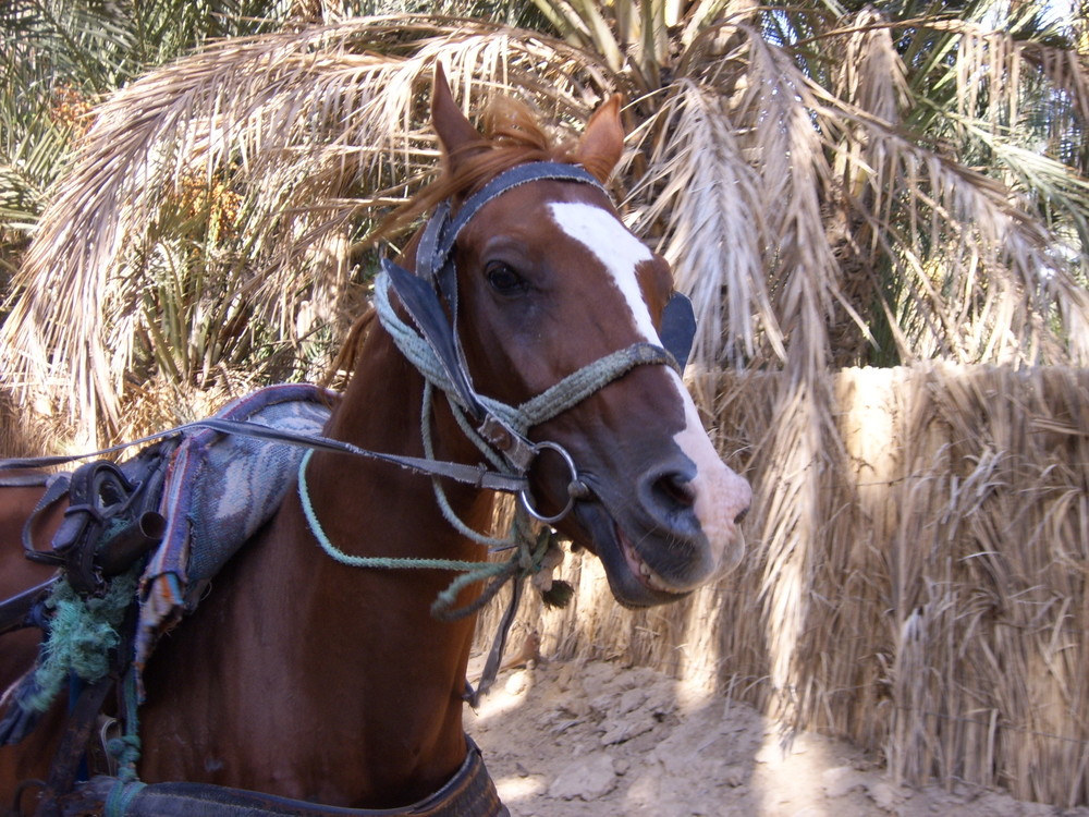 Horse smiling