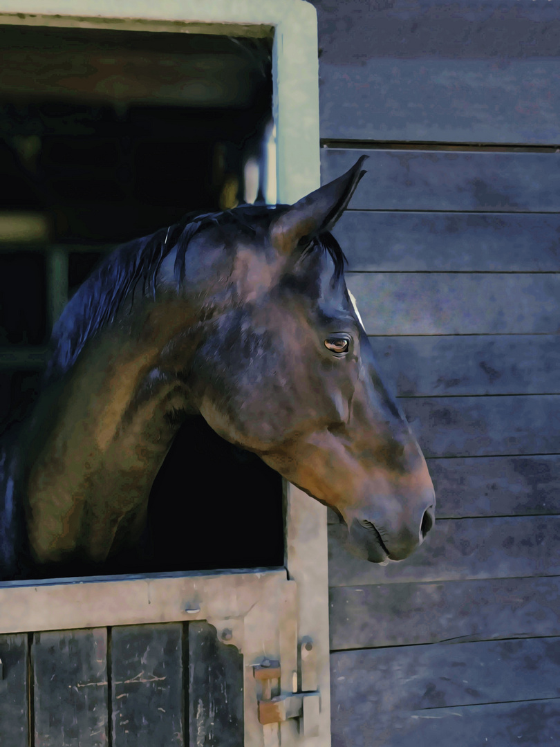 Horse Stable