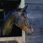 Horse Stable