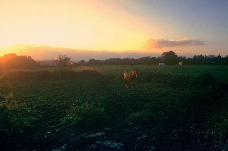 horse sundown