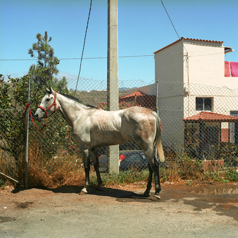 Horse Tenerife