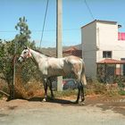 Horse Tenerife