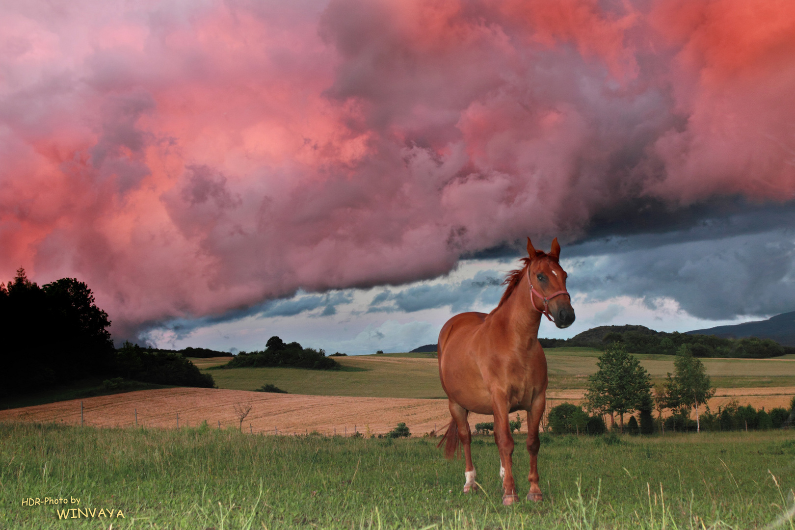 Horse under dramatic sky