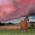 Horse under dramatic sky