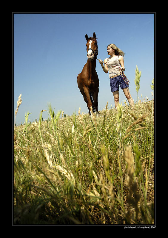 horse understanding