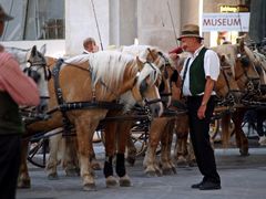 horse whisperer