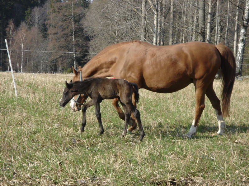 Horse with foal