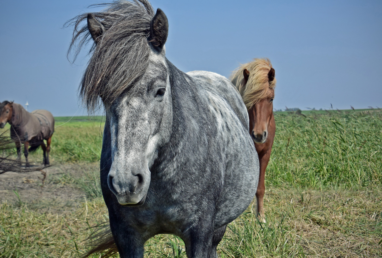 horse with no name