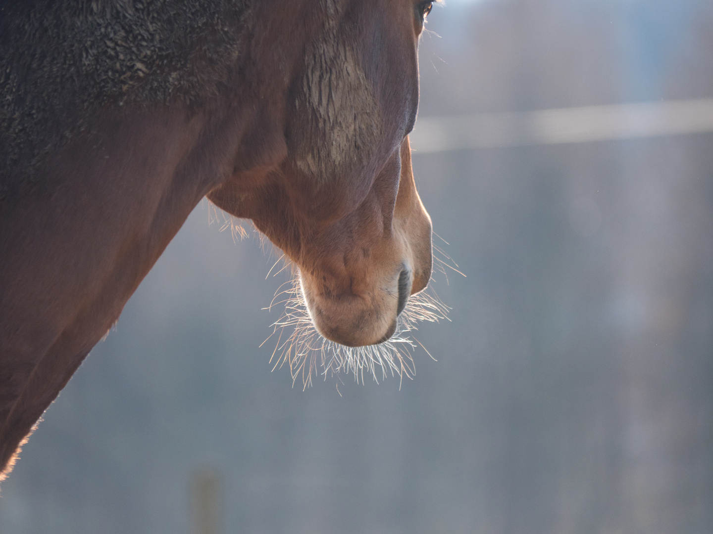 Horse with no name