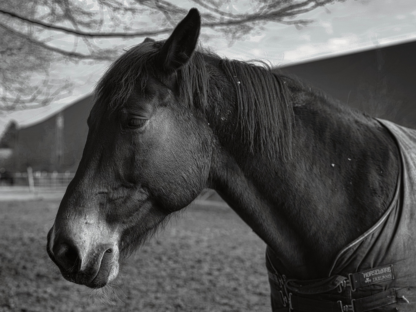 Horse with (no) name Foto & Bild tiere, haustiere, pferde, esel