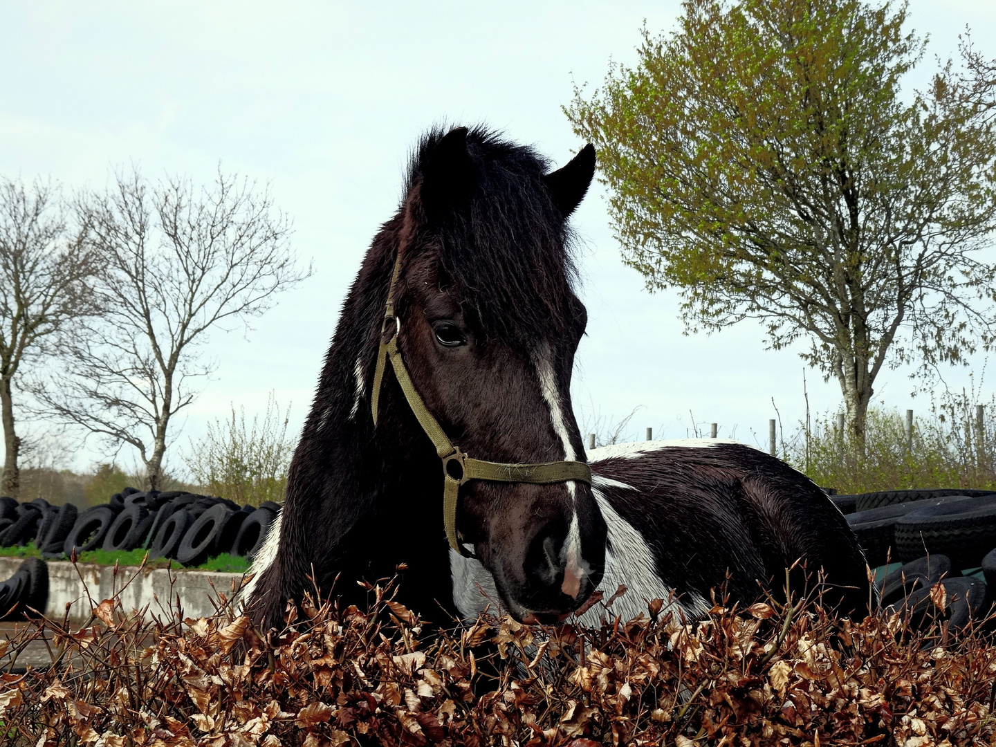 horse with no name