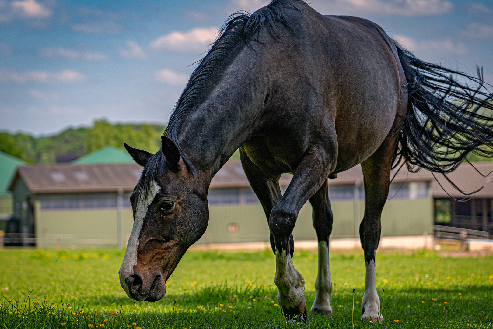 Horse with no Name