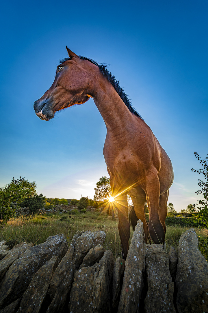 Horse with no name at sunset.