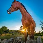Horse with no name at sunset.