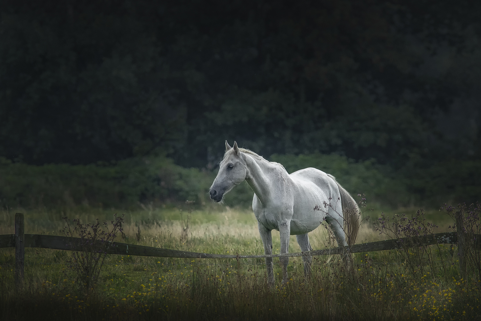 Horse with no Name