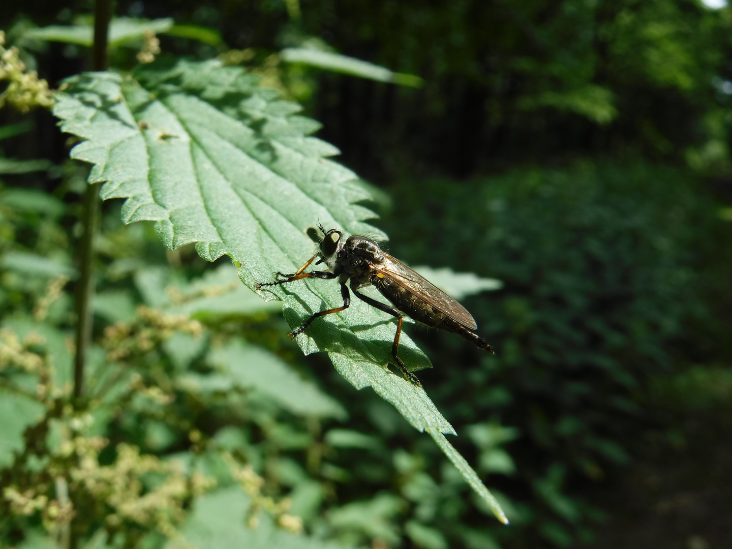 Horsefly