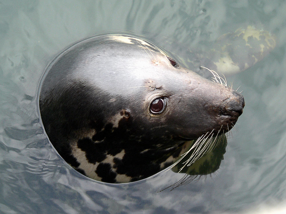 horsehead seal = Kegelrobbe