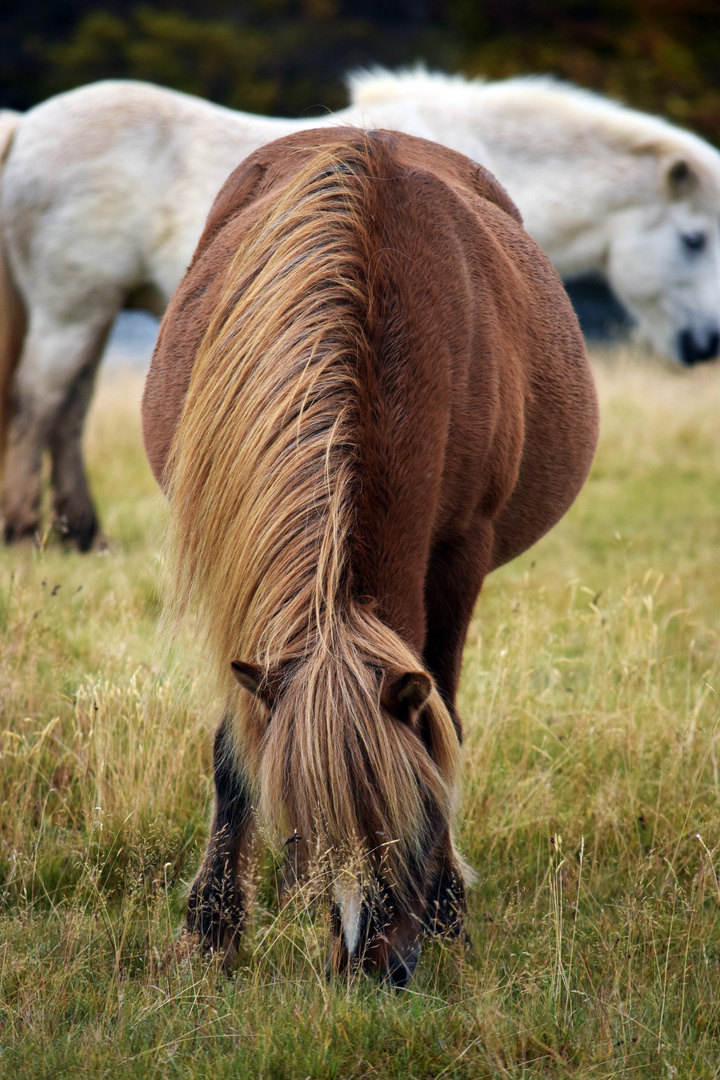 Horselife in Iceland 