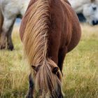 Horselife in Iceland 