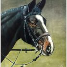 Horseportrait
