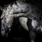 Horseportrait in the dark