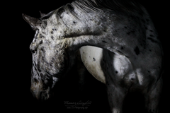 Horseportrait in the dark