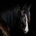 Horseportrait in the dark