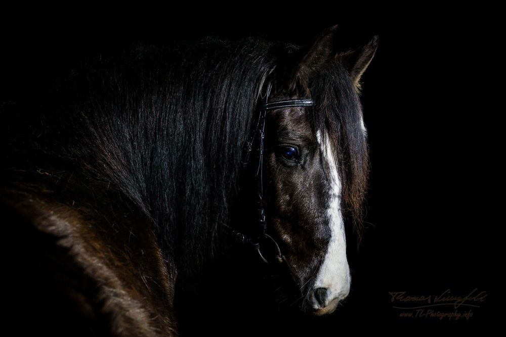 Horseportrait in the dark