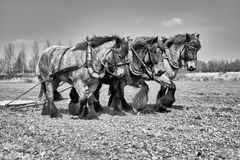 Horsepower 