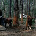 Horseriding at the Yarra Valley