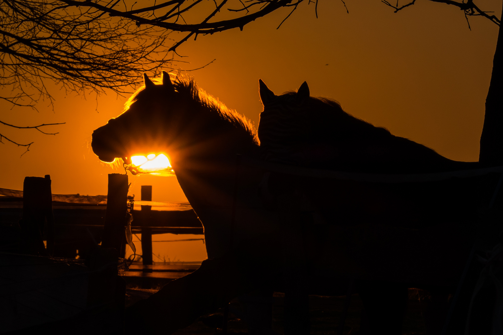 Horseromance