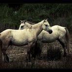 || HorseS ||