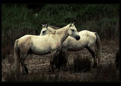 || HorseS ||