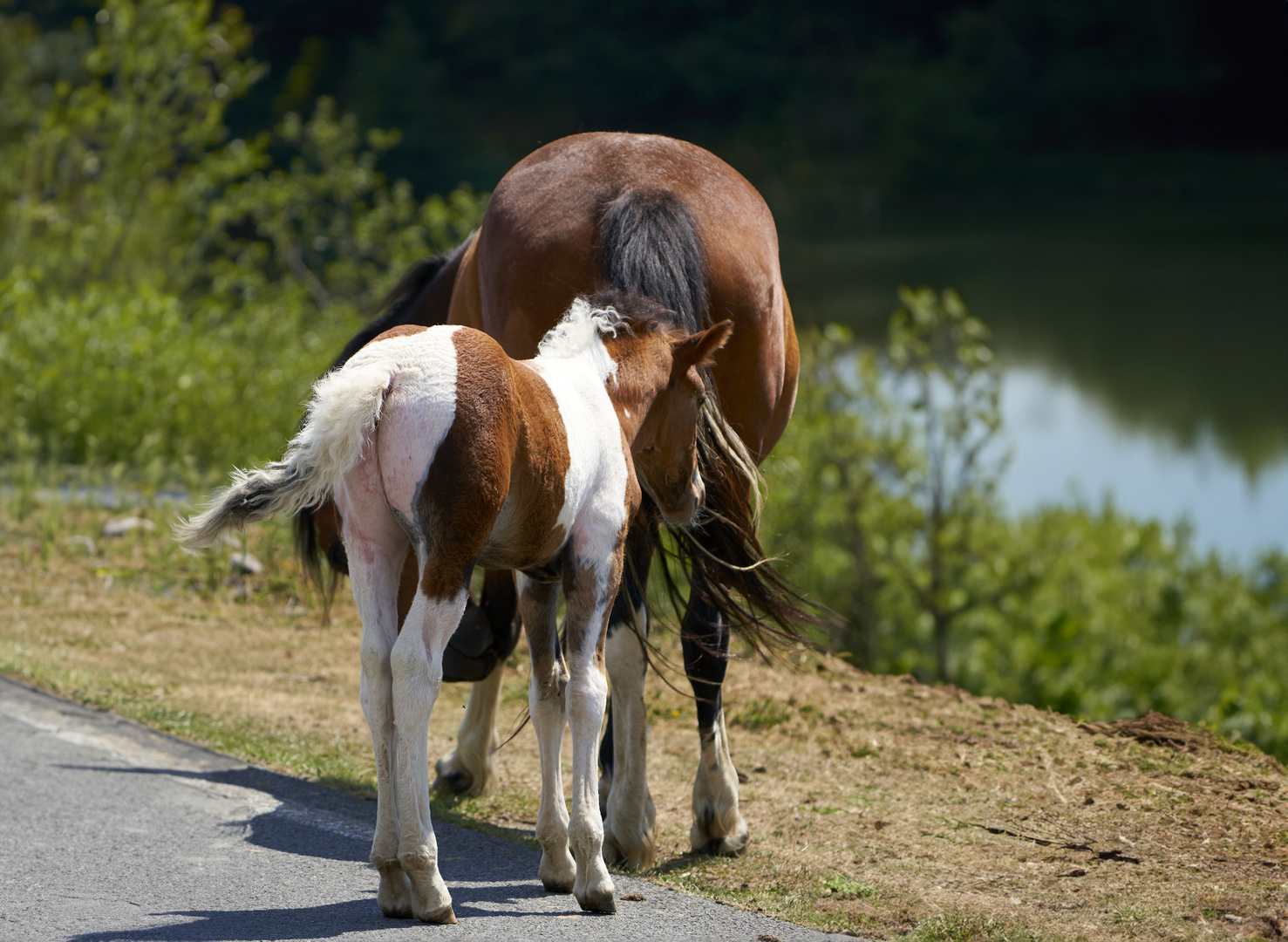 Horses 