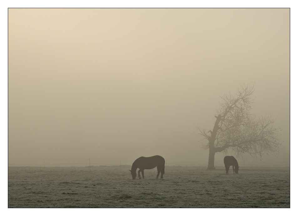 [ horses ]