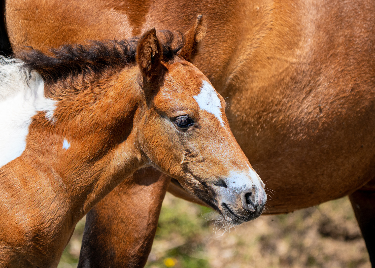 Horses