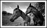 Horses #3 (serie) di Francesco Torrisi 