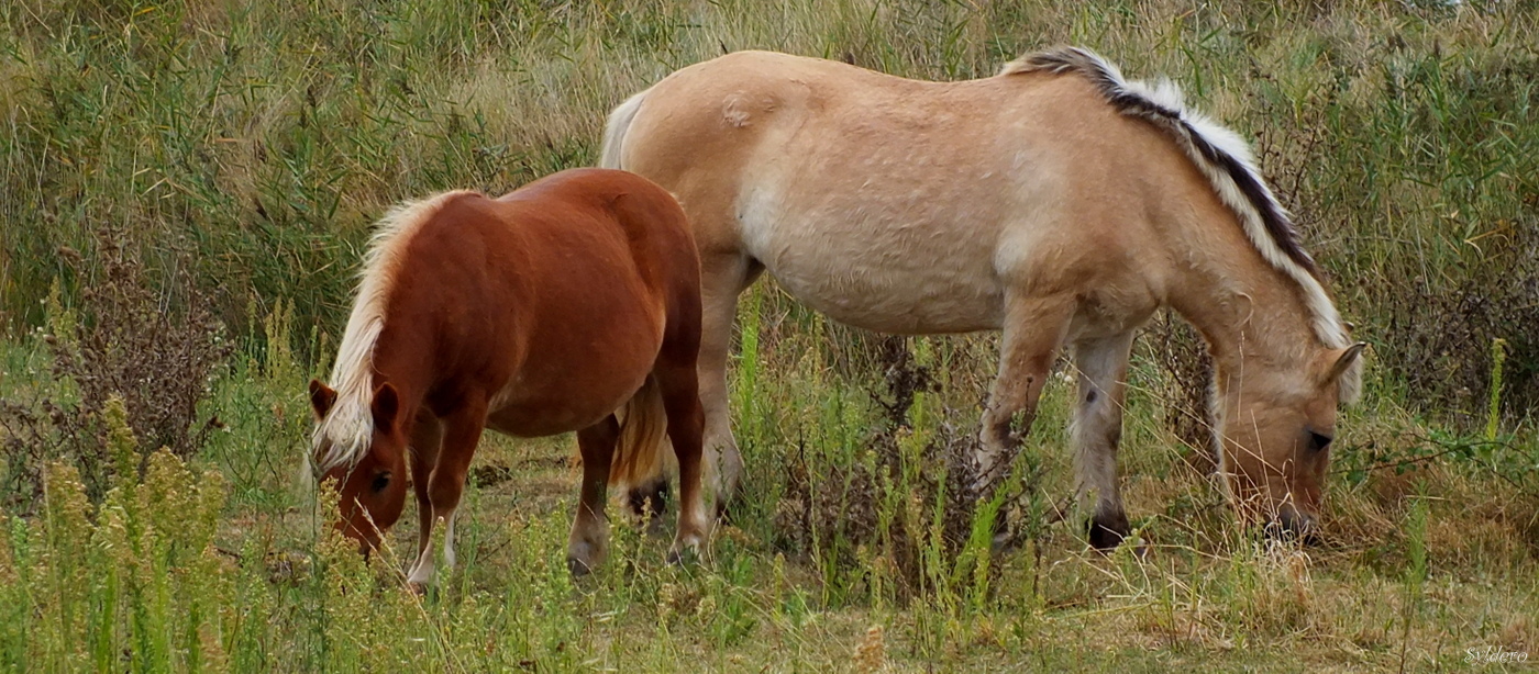 Horses