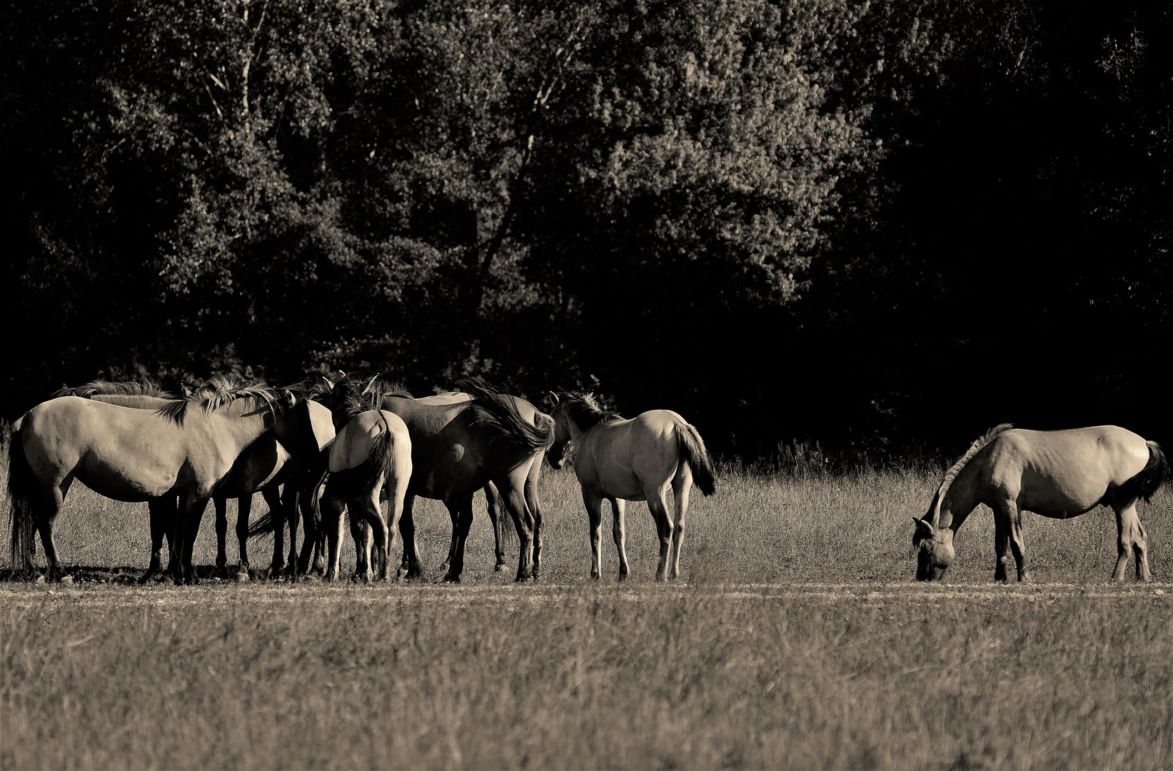 Horses