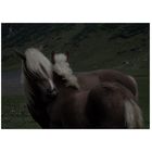 - Horses -