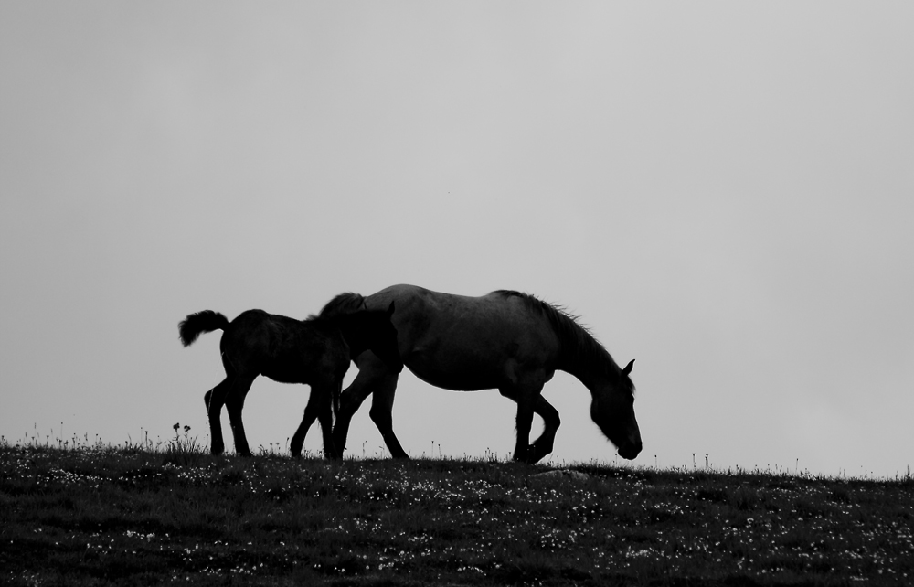 Horses