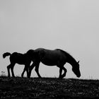 Horses